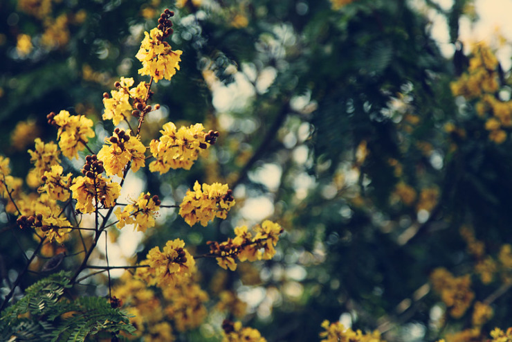 yellow buds in spring trees