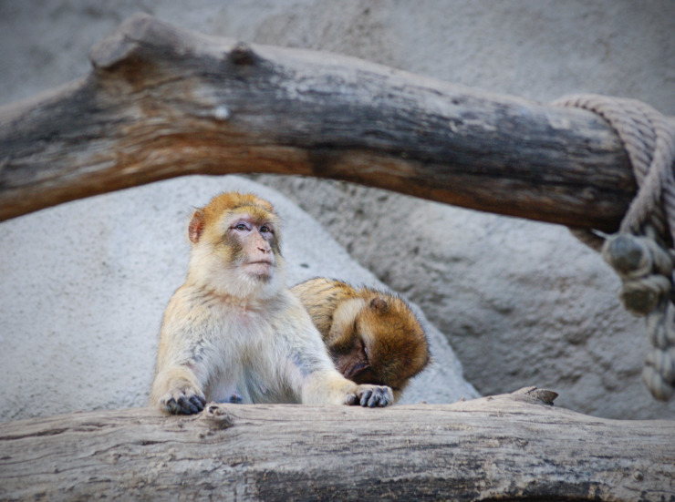 monkey couple brown grey