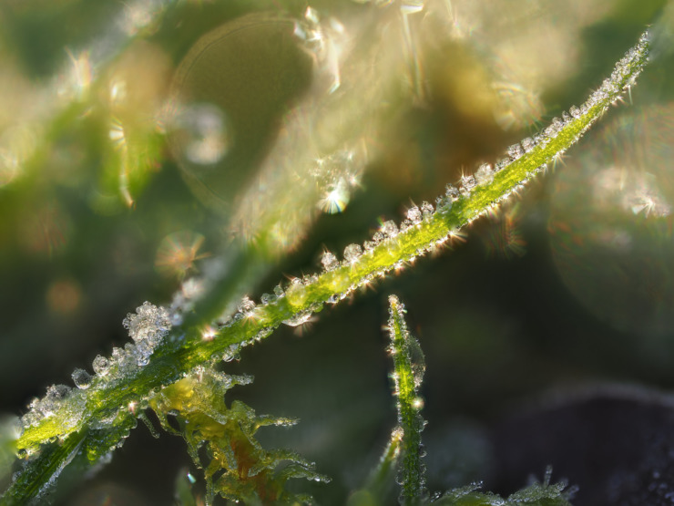 Charlotte's Web miracle grass sparkles