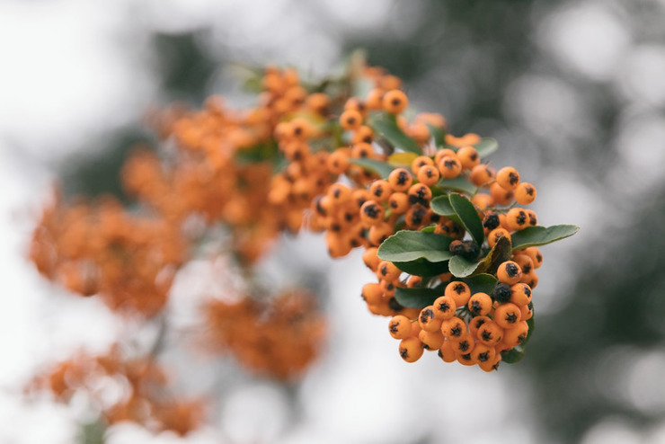 Firethorn Berries Elizabeth Bishop