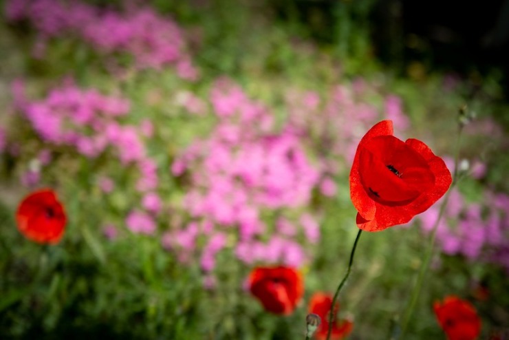 Red and Pink Flowers Dickinson Van Cleave