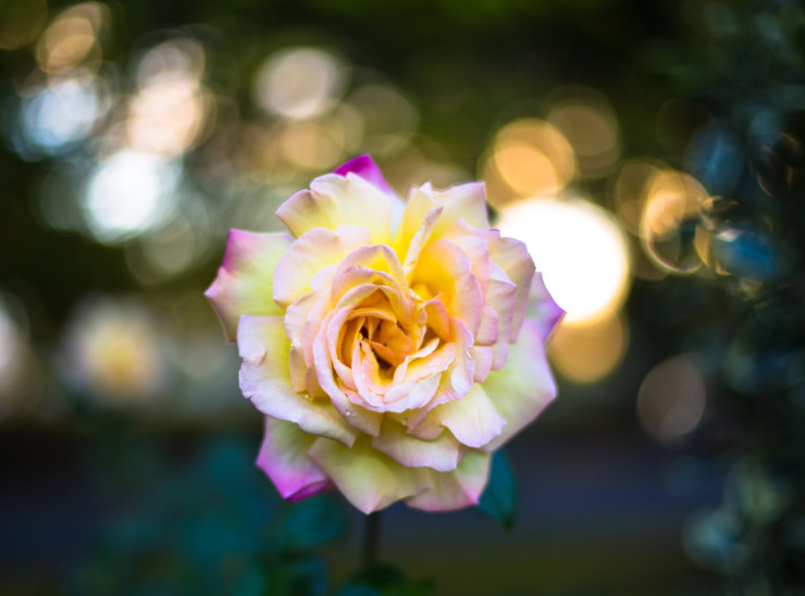 pink and yellow rose