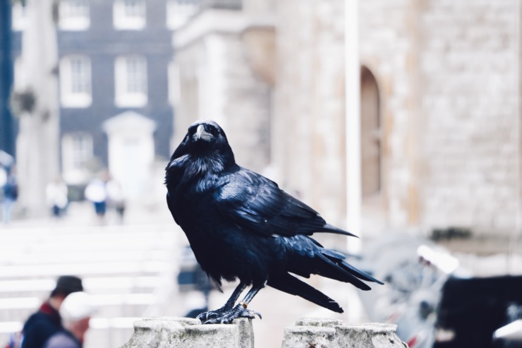 black bird on plaza with brick building