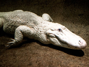 White alligator