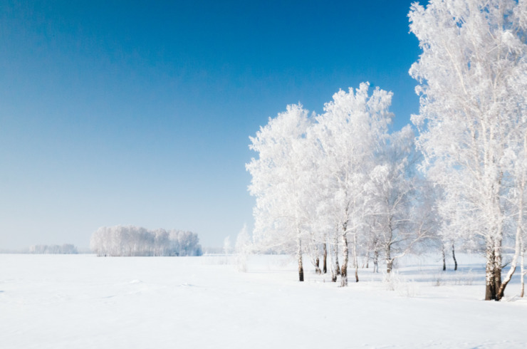 winter morning new snow white trees