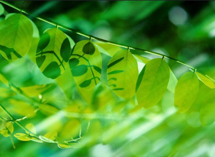 Green Leaves in Light