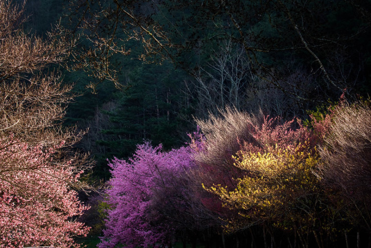 Flowering trees Clint Bruce Afro Creole Poetry