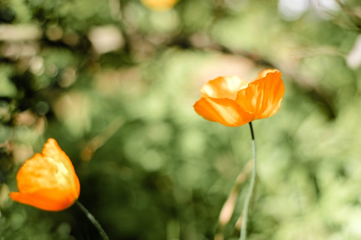 california poppy