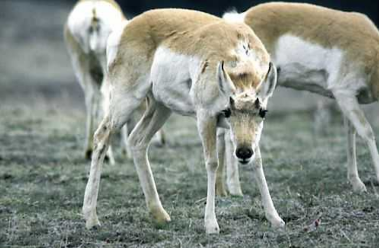 deer stressed frosty ground