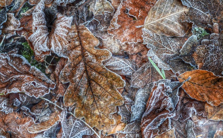 Leaves in frost Nancy Murphy The Space Carved by the Sharpness of Your Absence