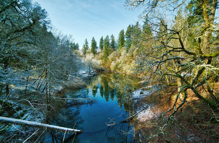 Oswego Creek trees and frost