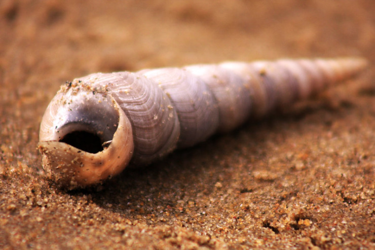 Shell on beach Laura Mullen