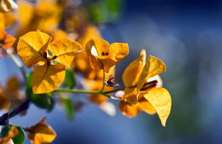 yellow leaves