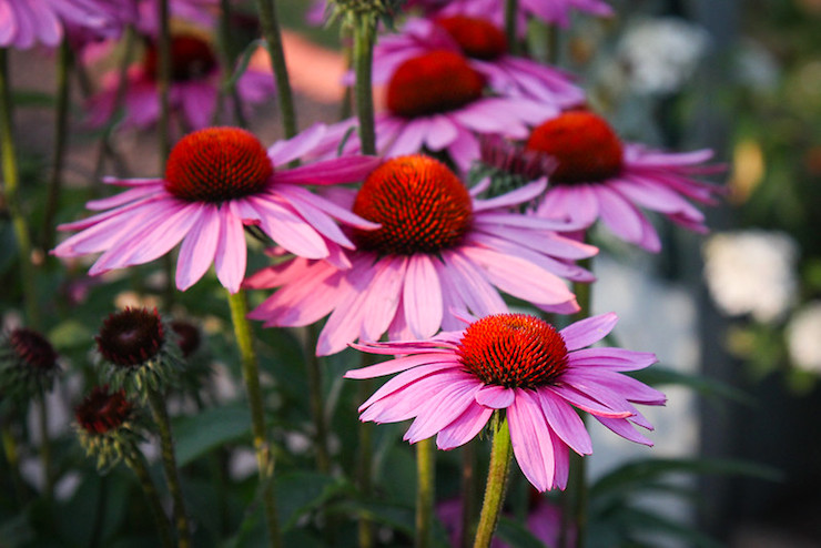 Echinacea Queen Bee poetry