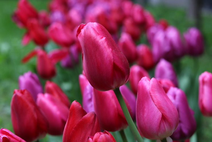 Tulips Mary Oliver Valentine