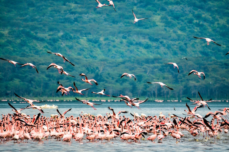 flamingos flying kenya