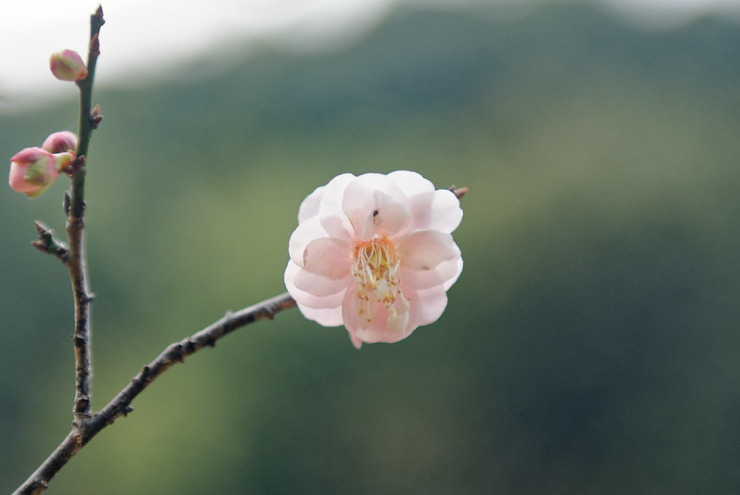 Plum Blossom Keats Anahid Nersessian