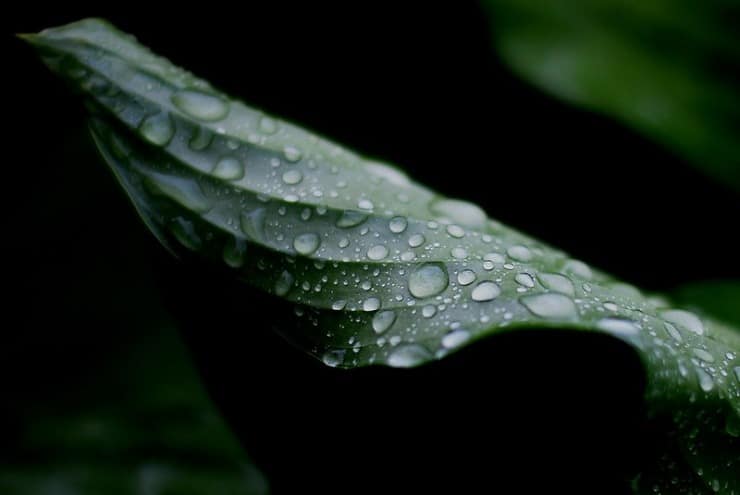 droplets on green leaf