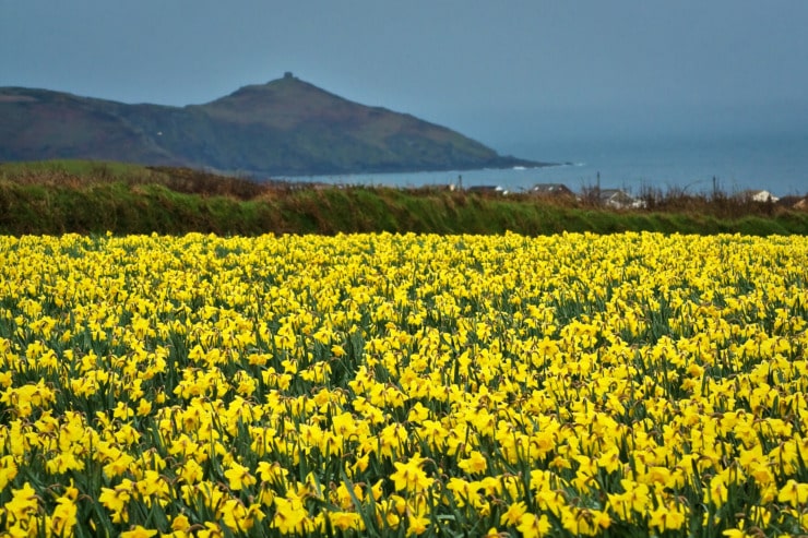field of daffodils next to the sea 