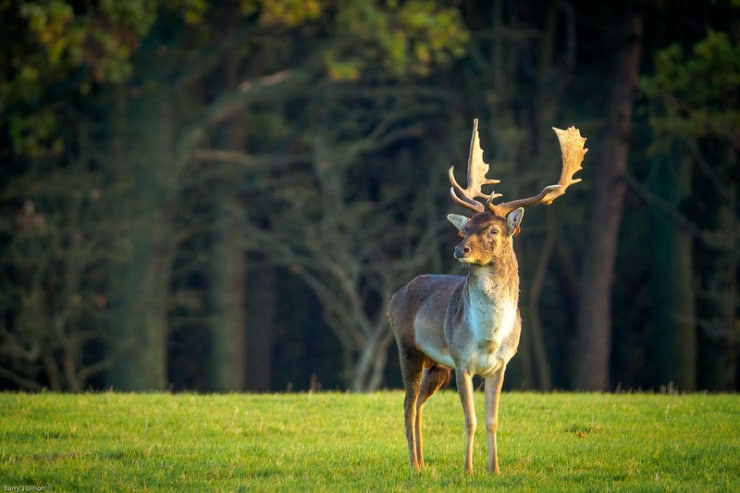 Elk Whittier poetry