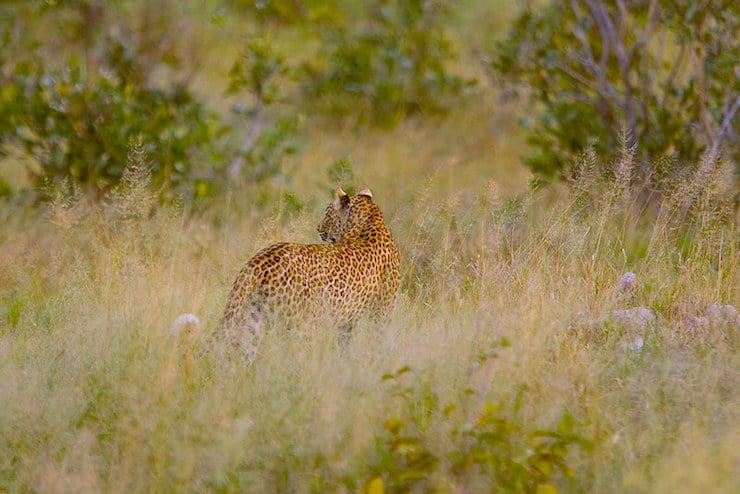 leopard print discover