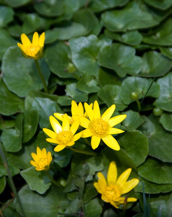 the lesser celandine flower