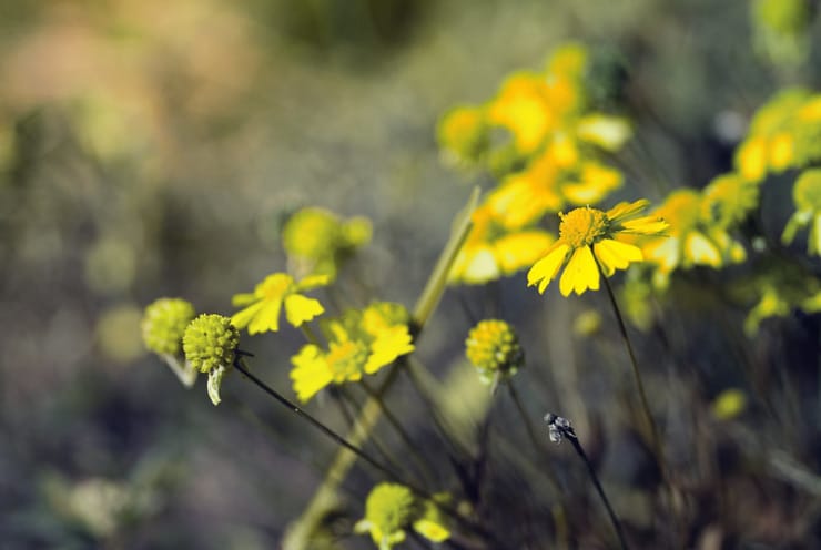 Wildflowers Prescott Accidental Garden