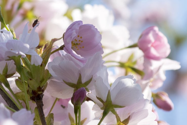 Cherry blossoms Lazarus