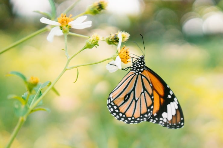 monarch butterfly on green with yellow flower
