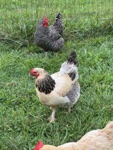 Chicken poetry reading