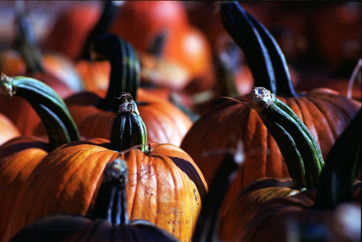 Pumpkins Jessica Gigot