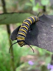 monarch caterpillar laura boggess