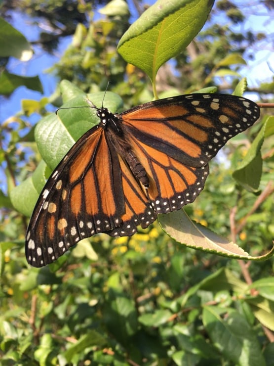 monarch in native wildflowers