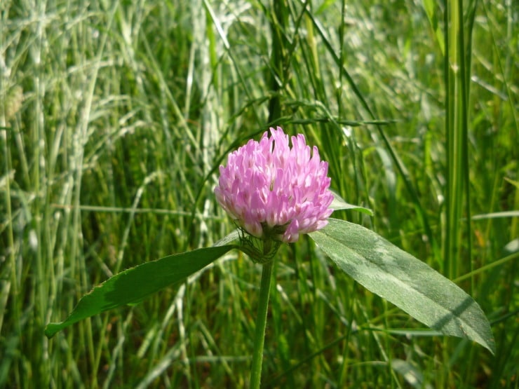 photo of a purple clover 