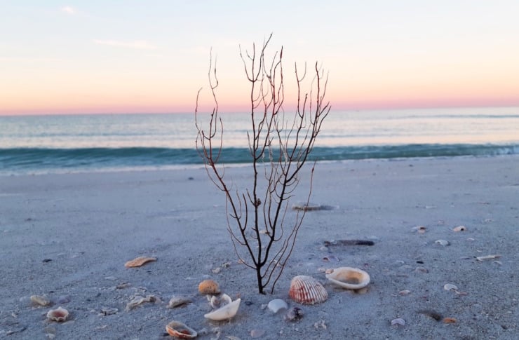 shells and sea-poetry collage