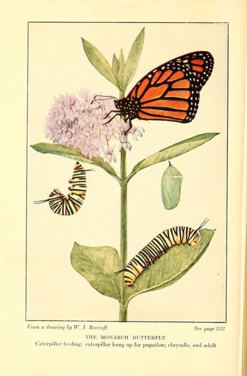 illustration for the metamorphosis of a butterfly