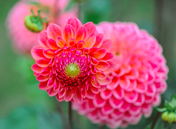 pink dahlias collage