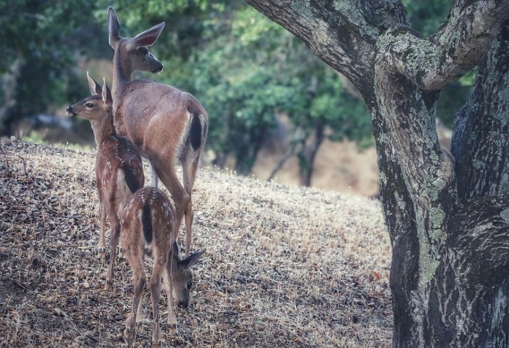 deer with tangled tree