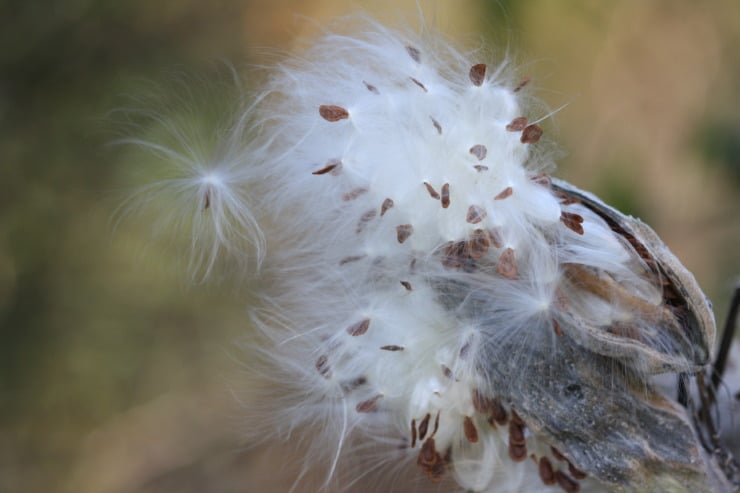 milkweed seeds photo by laura boggess