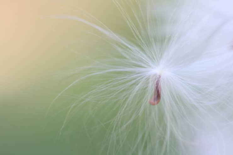 milkweed seeds photo by laura boggess