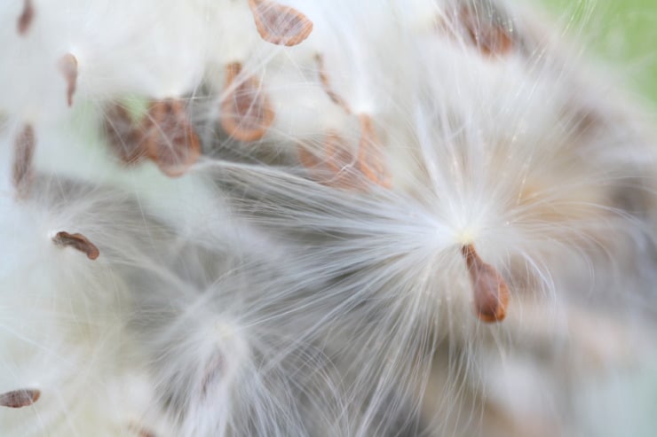 milkweed seeds photo by laura boggess