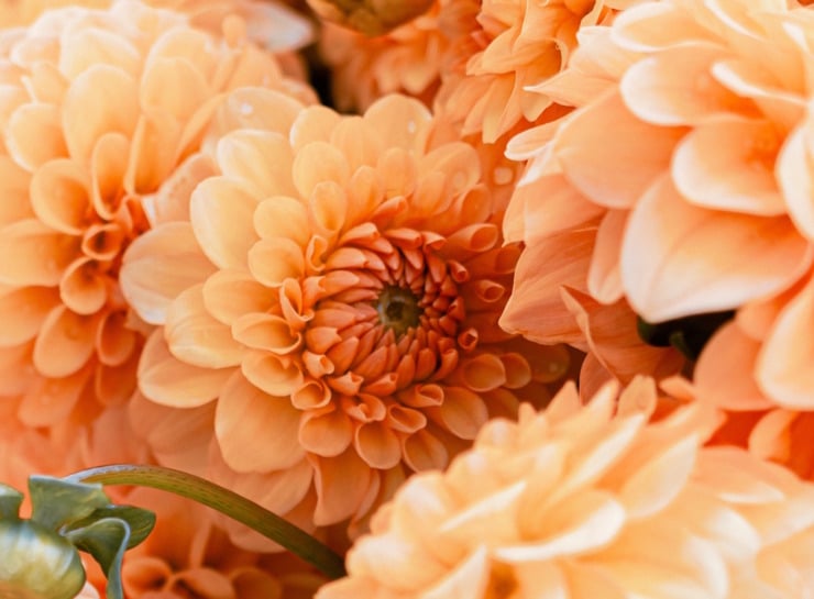 orange dahlias simple poetry mandala