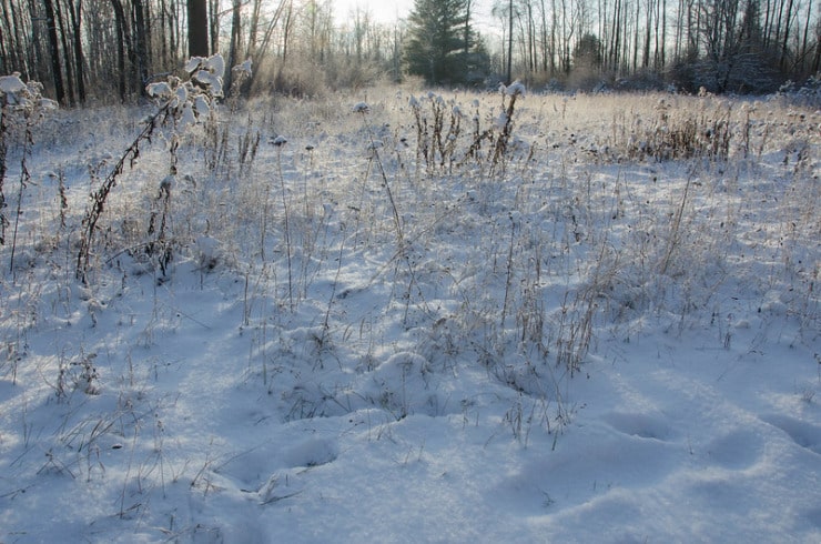 Frosted landscape Rowan Evans