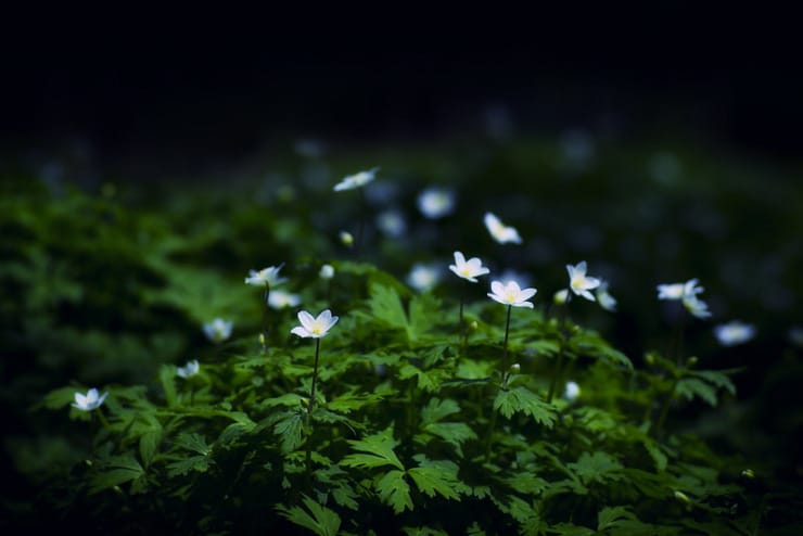 white flowers