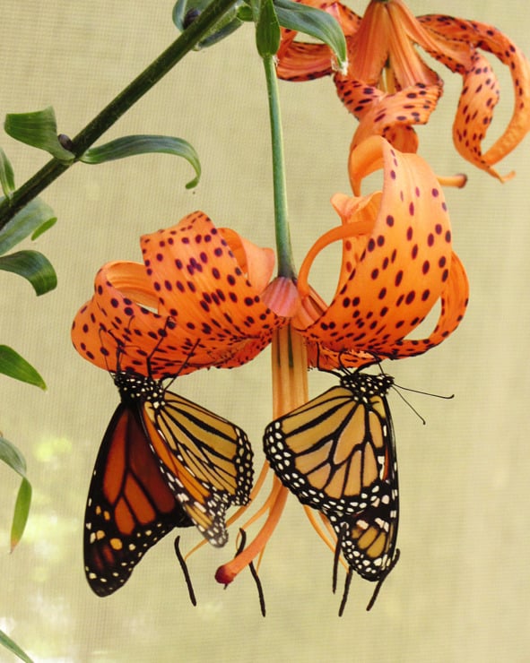 two monarch butterflies on a flower 
