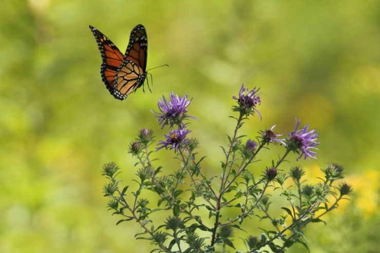 monarch butterfly over purple wildflower