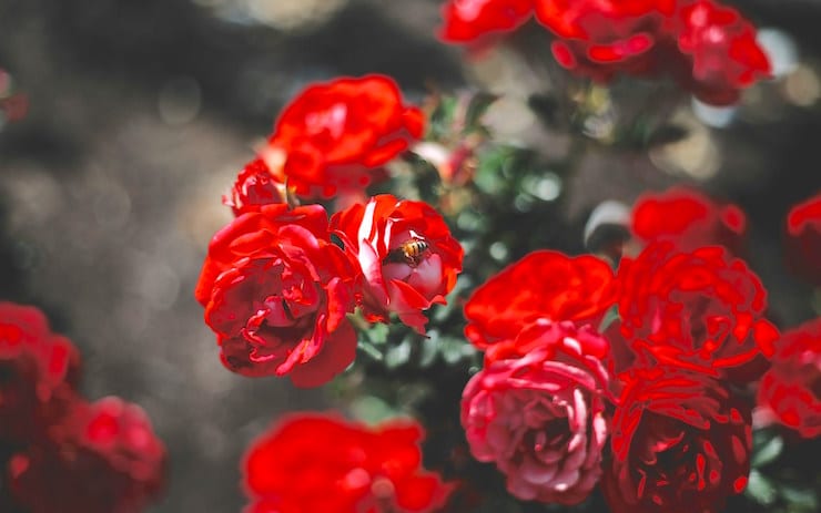 red roses heart and soul