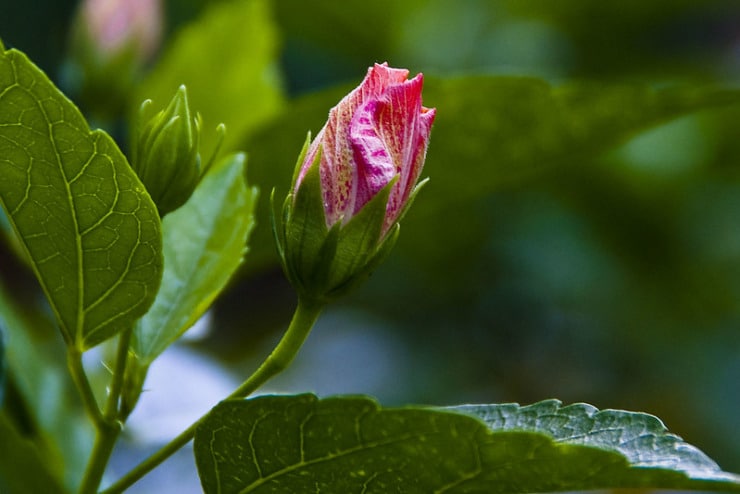 Flower Bud May Swenson Collected Poems