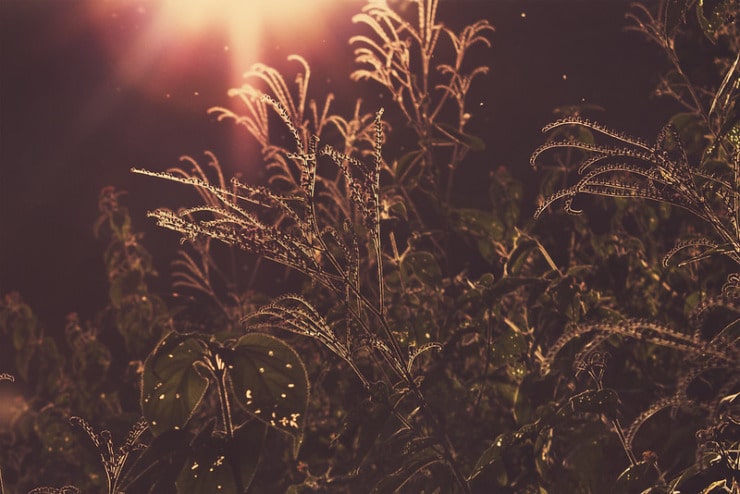 wild plants rimmed in sunlight