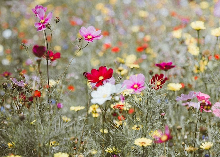 cosmos how does your garden grow